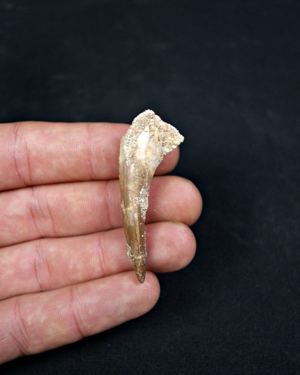 Diente de plesiosaurio