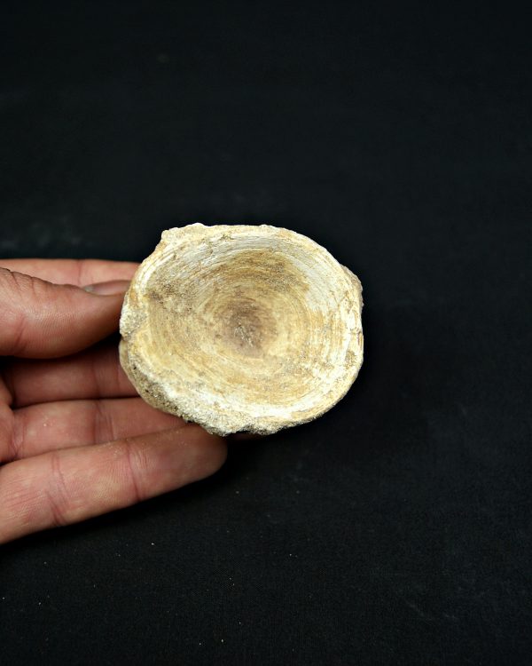 SONY DSC Vértebra de Enchodus