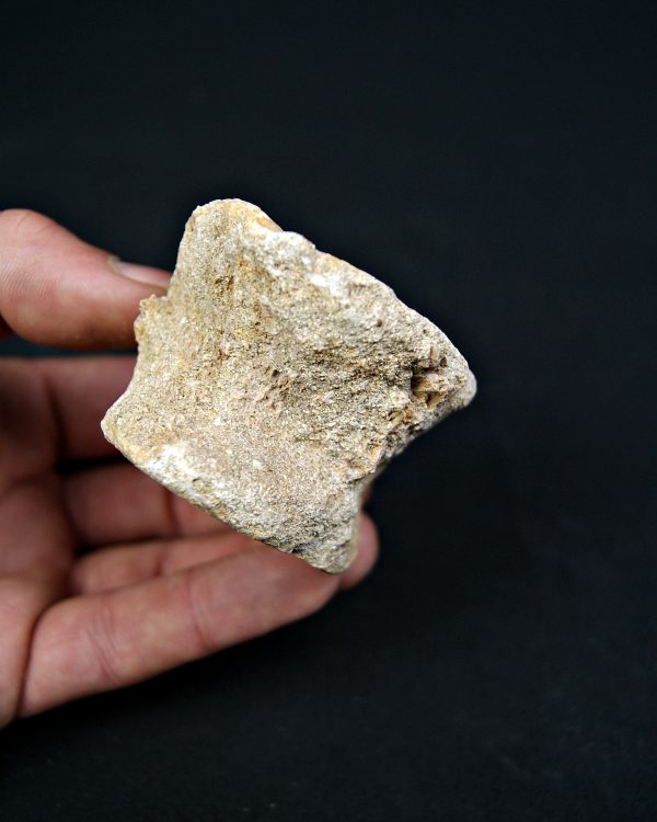 SONY DSC Vértebra de Enchodus