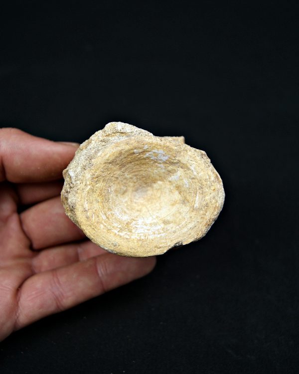 SONY DSC Vértebra de Enchodus