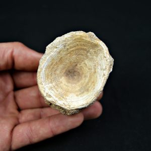 Vértebra de Enchodus