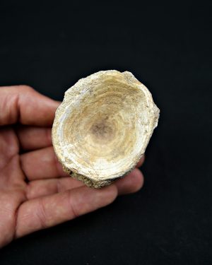 SONY DSC Vértebra de Enchodus