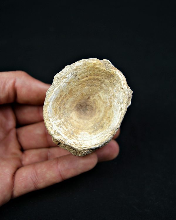 SONY DSC Vértebra de Enchodus