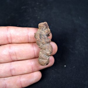 Coprolito fósil de Madagascar