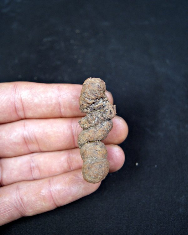 Coprolito fósil de Madagascar