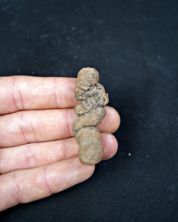 Coprolito fósil de Madagascar