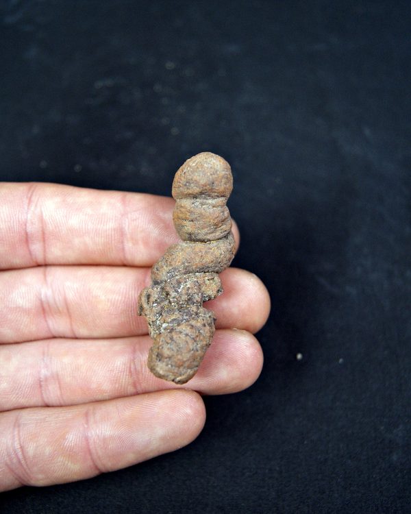 Coprolito fósil de Madagascar