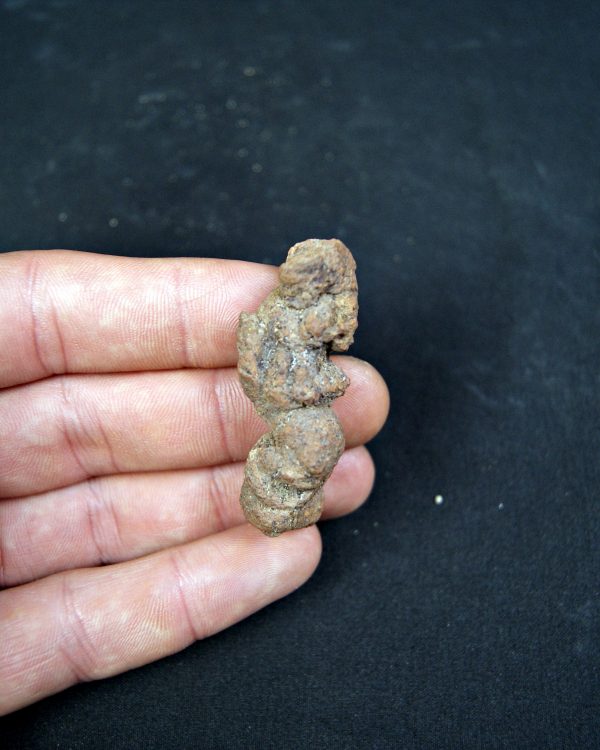 Coprolito fósil de Madagascar