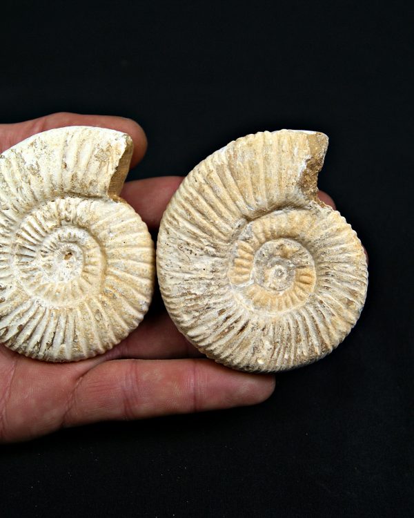 Amonite Choffatia de Madagascar (UND)