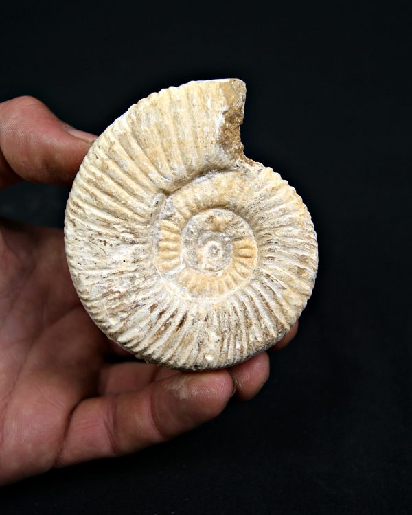 Amonite Choffatia de Madagascar (UND)