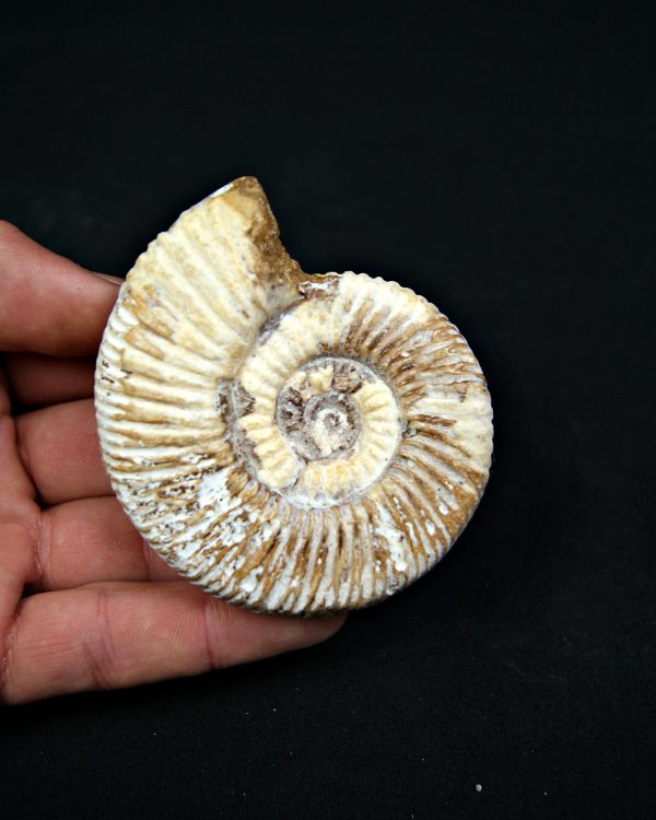 Amonite Choffatia de Madagascar (UND)