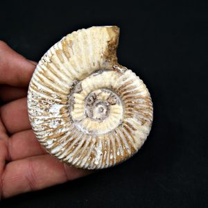 Amonite Choffatia de Madagascar (UND)