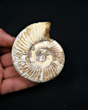 Amonite Choffatia de Madagascar (UND)