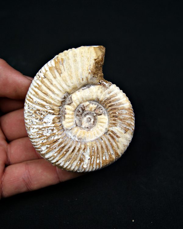 Amonite Choffatia de Madagascar (UND)