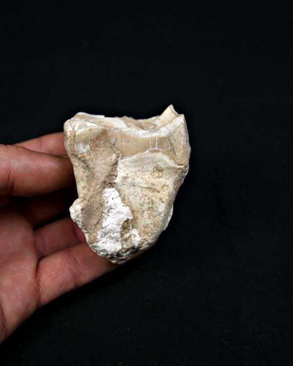 Molar de rinoceronte lanudo