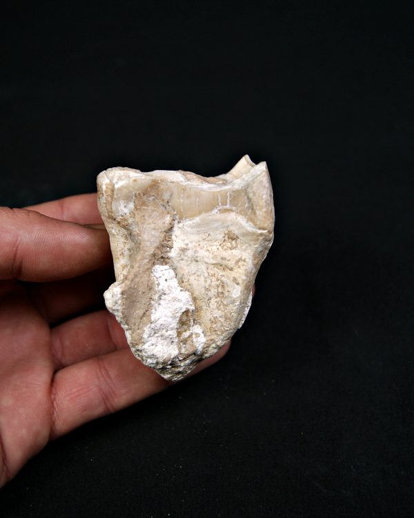 Molar de rinoceronte lanudo