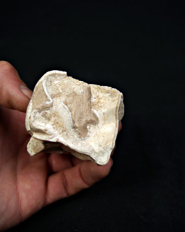 Molar de rinoceronte lanudo