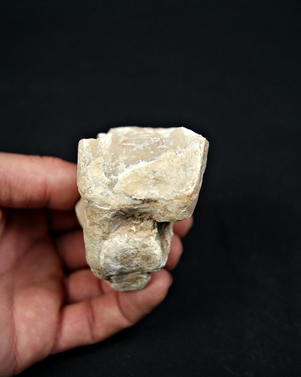 Molar de rinoceronte lanudo