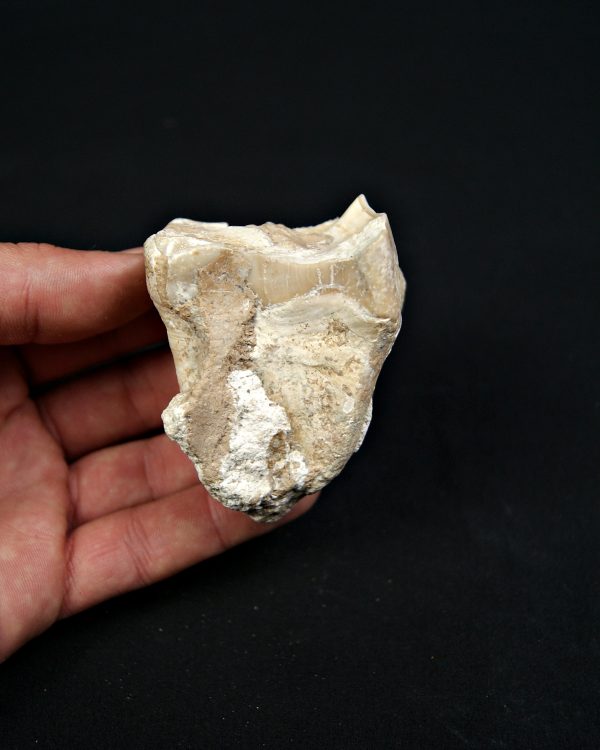 Molar de rinoceronte lanudo