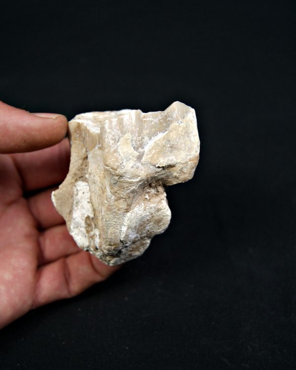 Molar de rinoceronte lanudo
