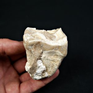 Molar de rinoceronte lanudo