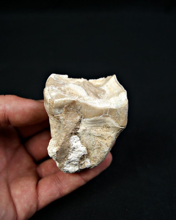 Molar de rinoceronte lanudo