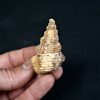 Cerithium agatizado