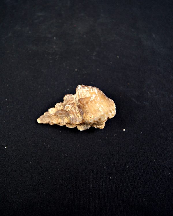 Cerithium agatizado