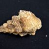 Cerithium agatizado