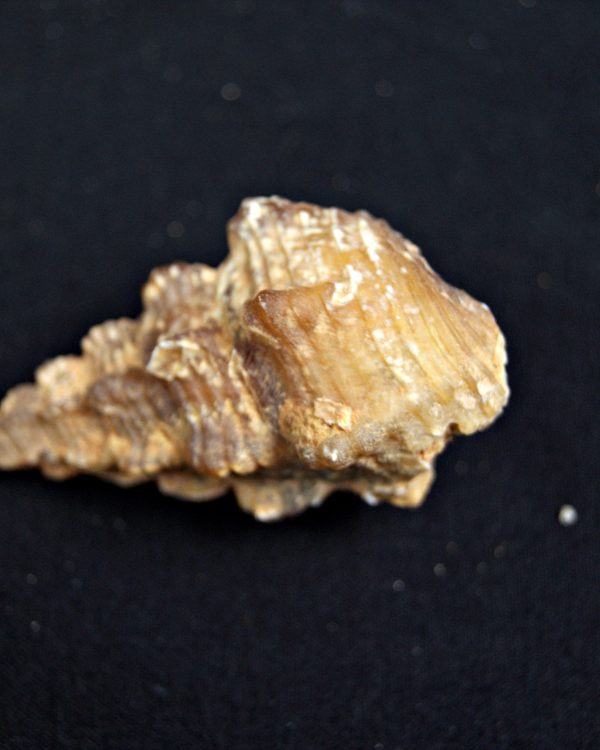 Cerithium agatizado