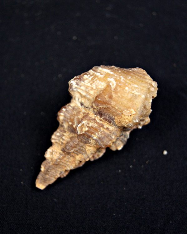 Cerithium agatizado