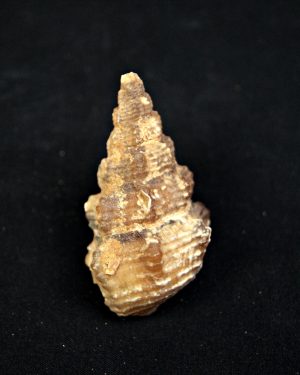 Cerithium agatizado