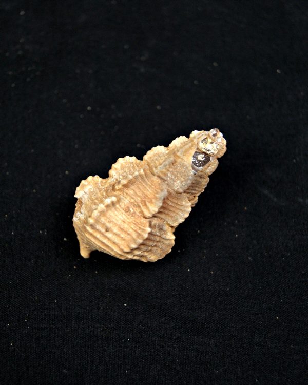 Cerithium agatizado