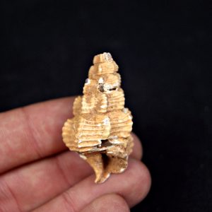 Cerithium agatizado