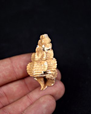 Cerithium agatizado