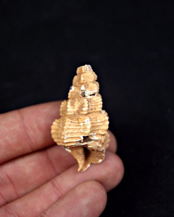 Cerithium agatizado