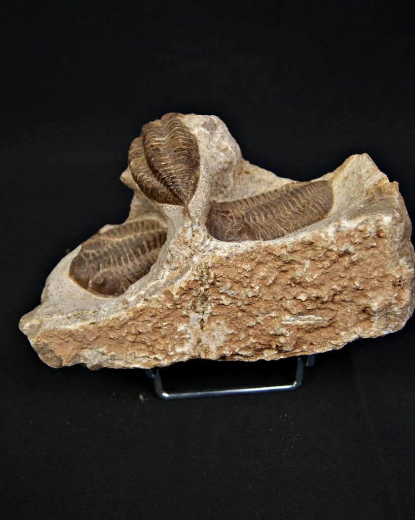 Trilobite Dalmanites
