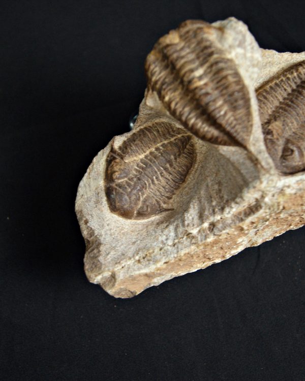 SONY DSC Trilobite Dalmanites