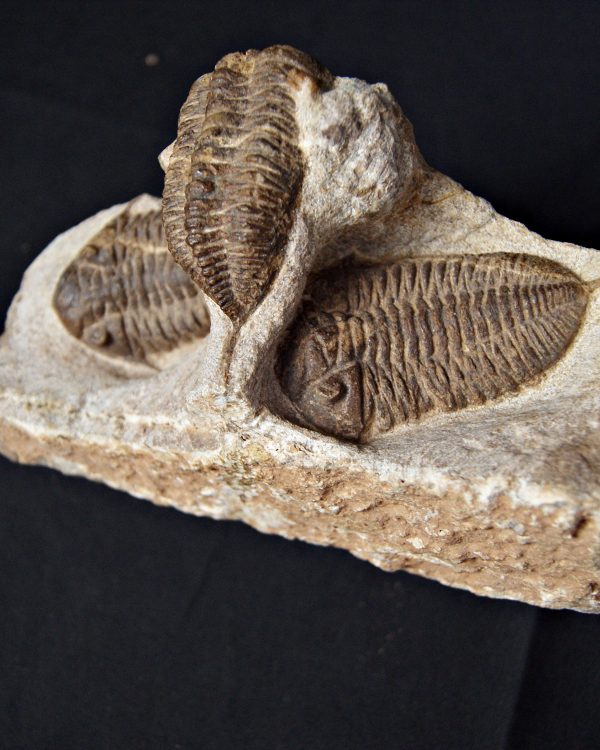 SONY DSC Trilobite Dalmanites