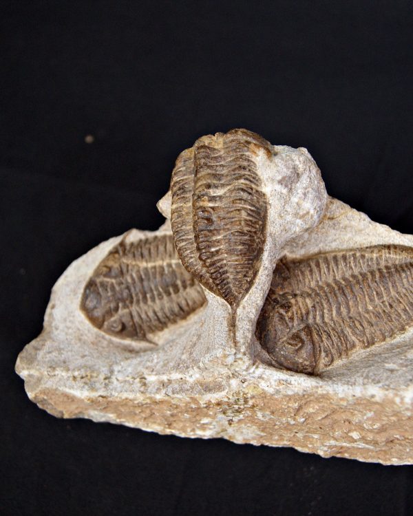 SONY DSC Trilobite Dalmanites