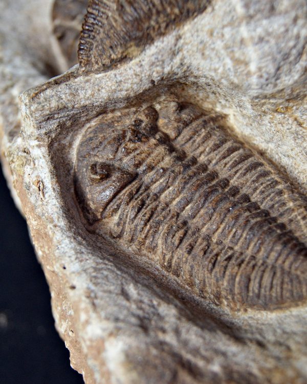 SONY DSC Trilobite Dalmanites