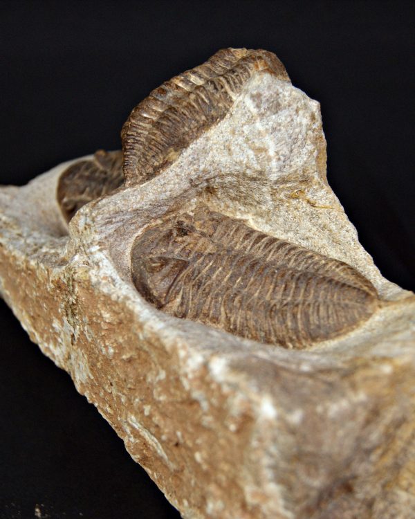 SONY DSC Trilobite Dalmanites