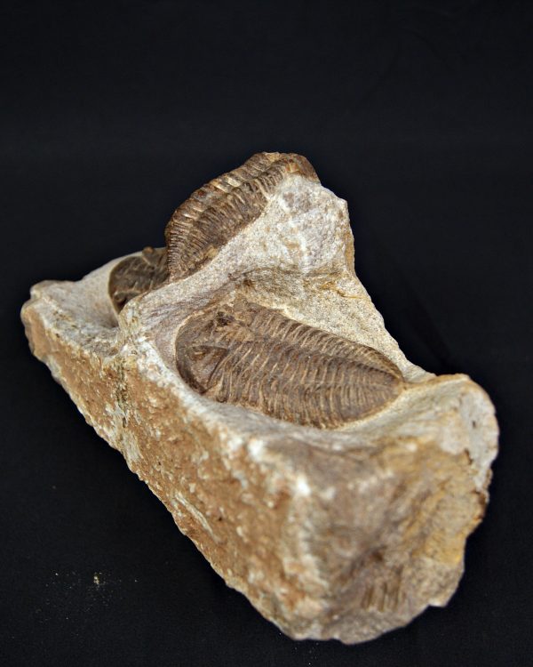 SONY DSC Trilobite Dalmanites