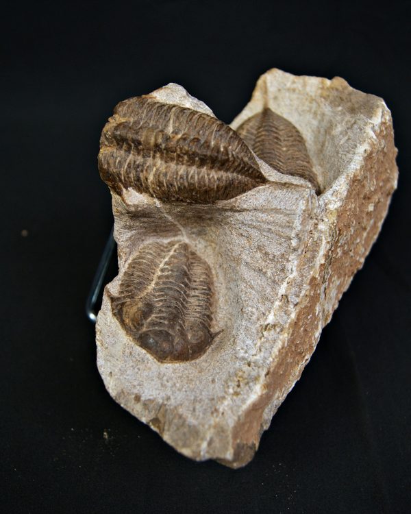 SONY DSC Trilobite Dalmanites