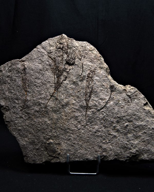 _DSC8512 Múltiples eocrinoideos