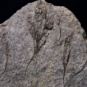 Múltiples eocrinoideos