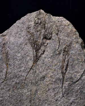 _DSC8516 Múltiples eocrinoideos