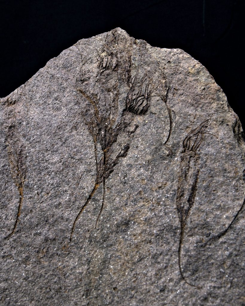 Múltiples eocrinoideos
