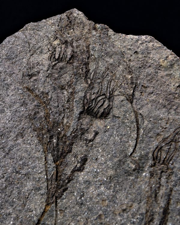 _DSC8518 Múltiples eocrinoideos