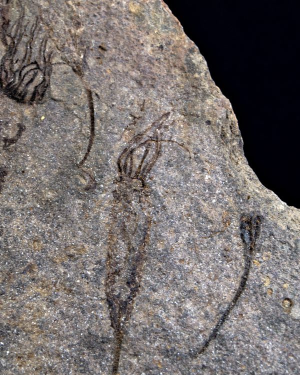 _DSC8522 Múltiples eocrinoideos